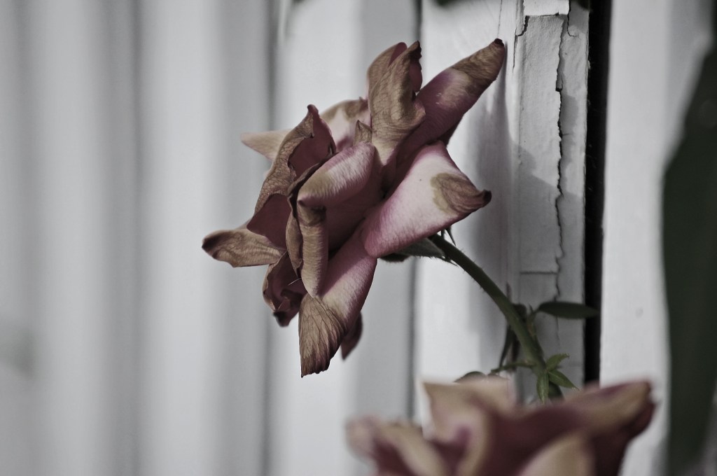 Dying_Rose_by_roxybabyrox13