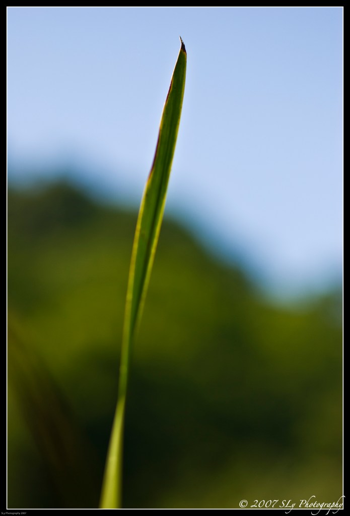 blade-of-grass