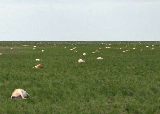 antelope-dead-phys-org-62015