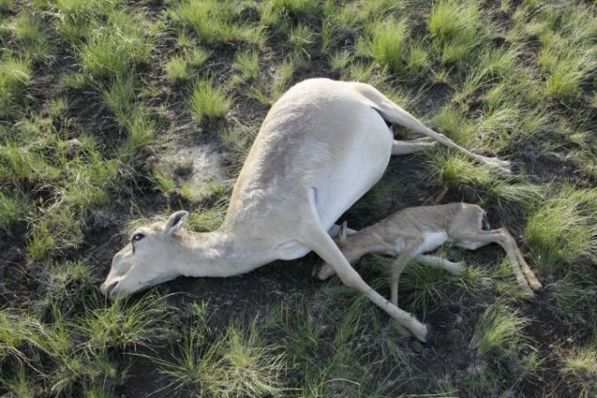Sudden-mass-deaths-of-rare-Saiga-antelopes-in-Kazakhstan-raise-concern