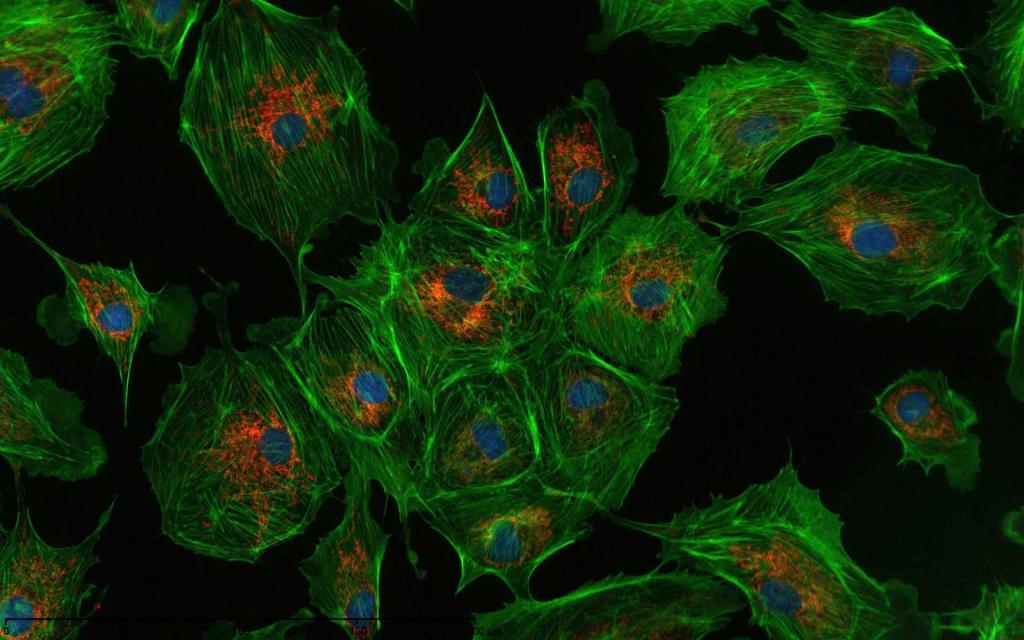 Physicalism and Its Discontents: A Study in Whitehead’s Panexperientialist Alternative&nbsp;[draft]