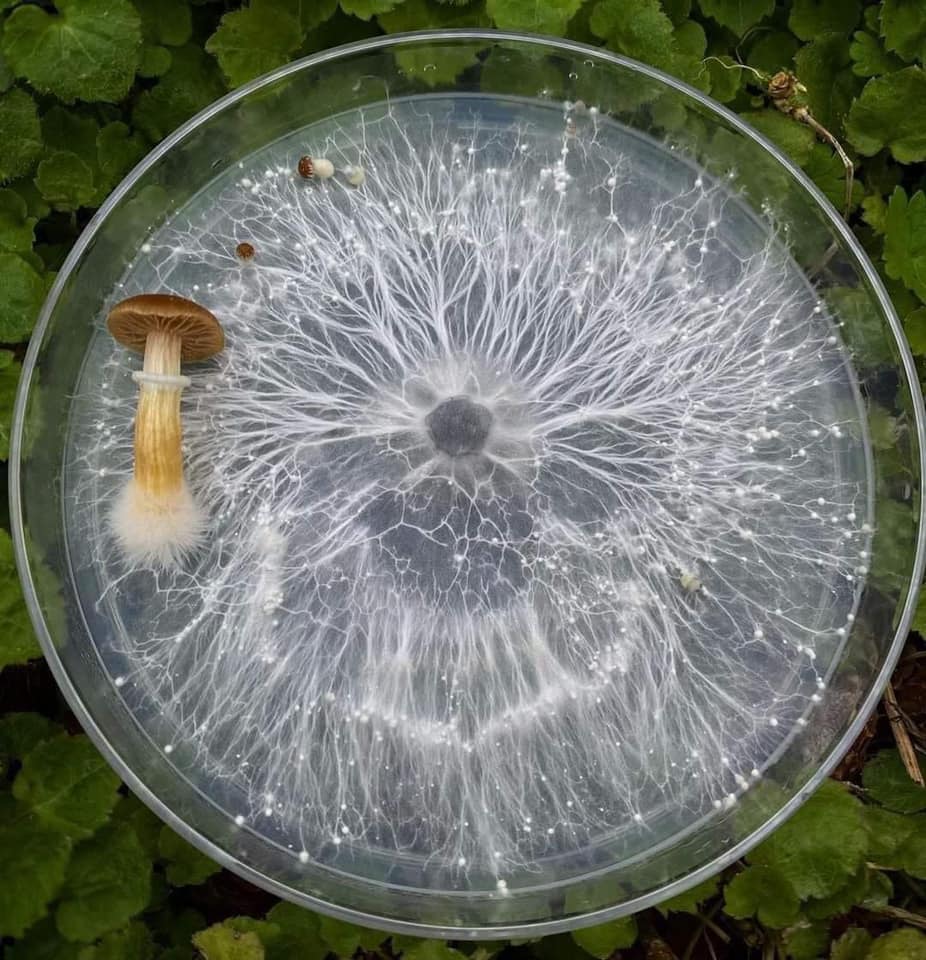 Towards a Mycological Metaphysics – Footnotes2Plato